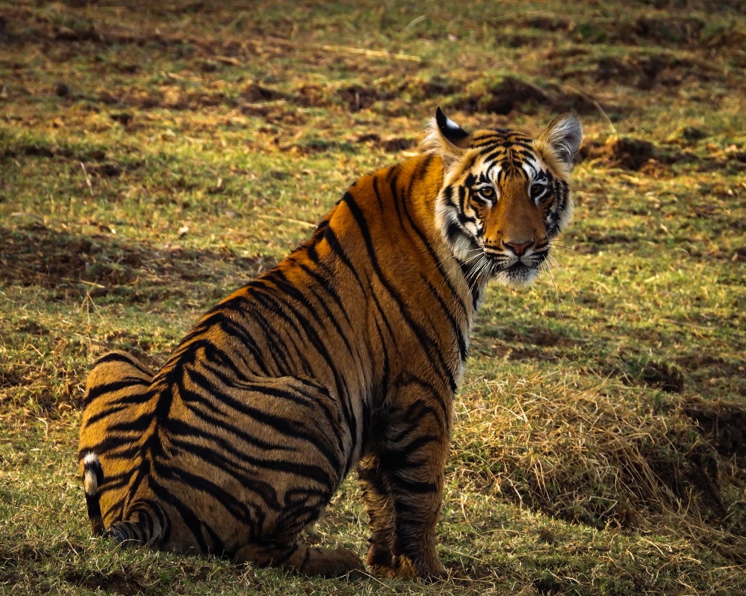 Tiger in the forest