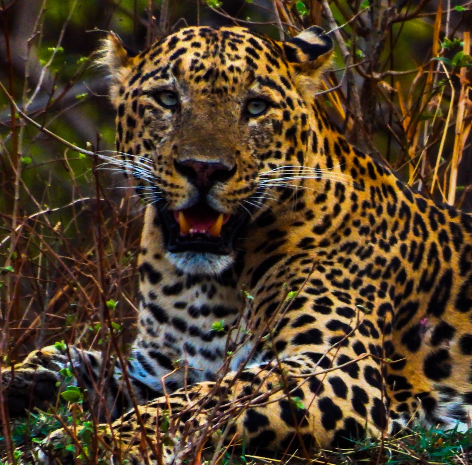 Leopard among the trees