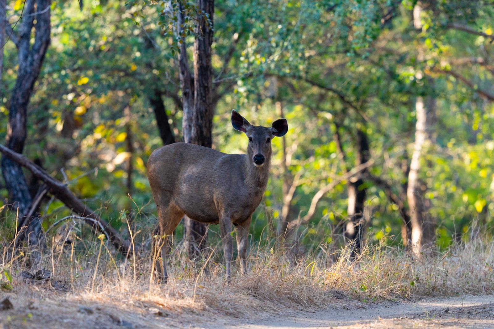 Deer in the woodland