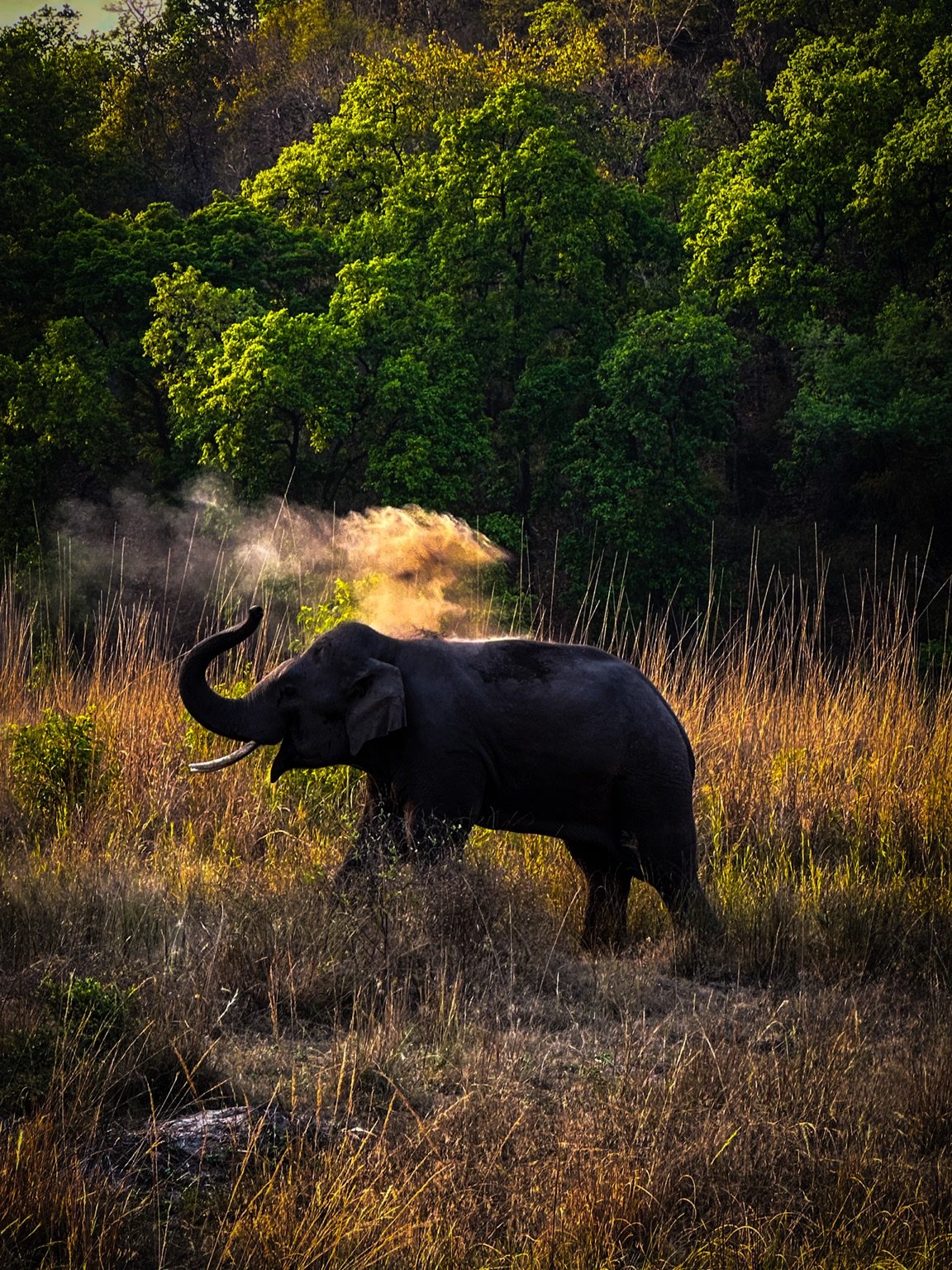 Elephant in evening light