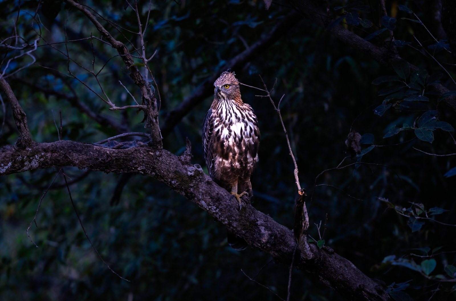Bird perched in the forest