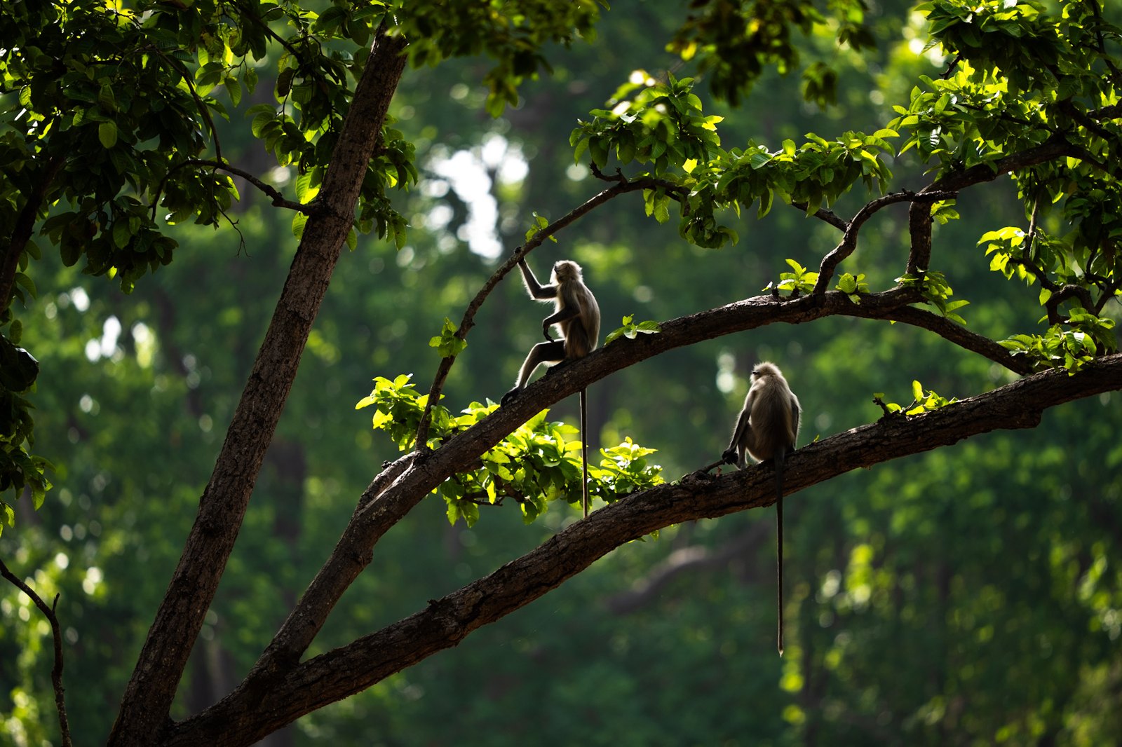 Monkeys in the forest canopy