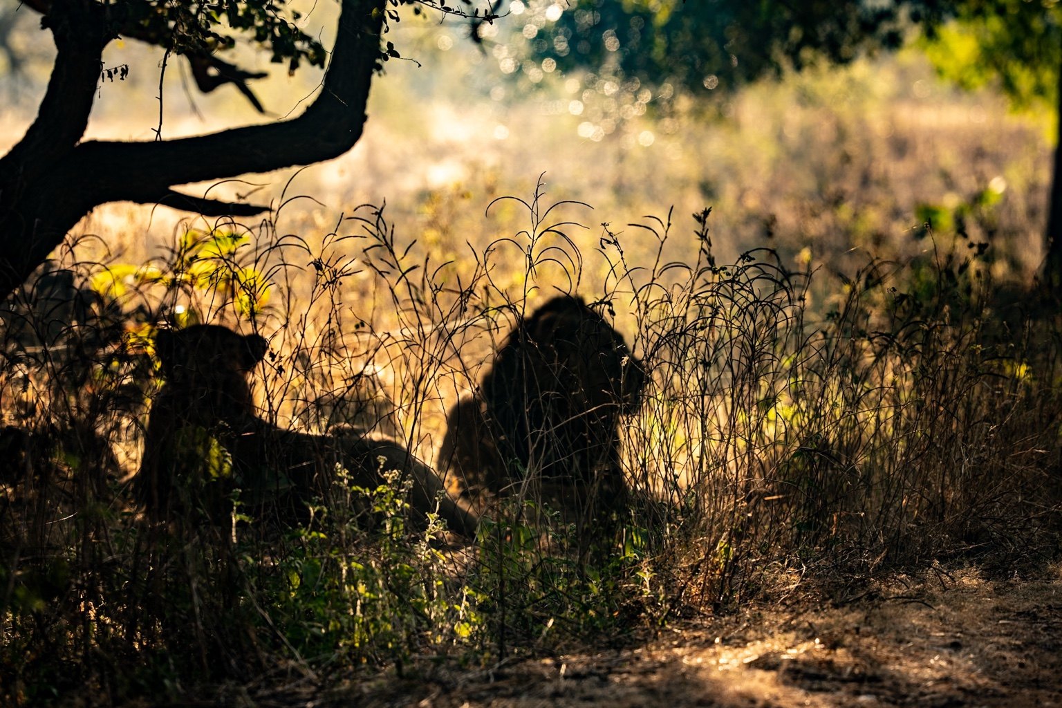 Wildlife beneath the woodland canopy
