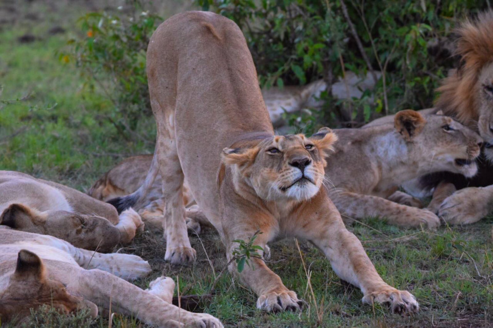 Lioness with cubs