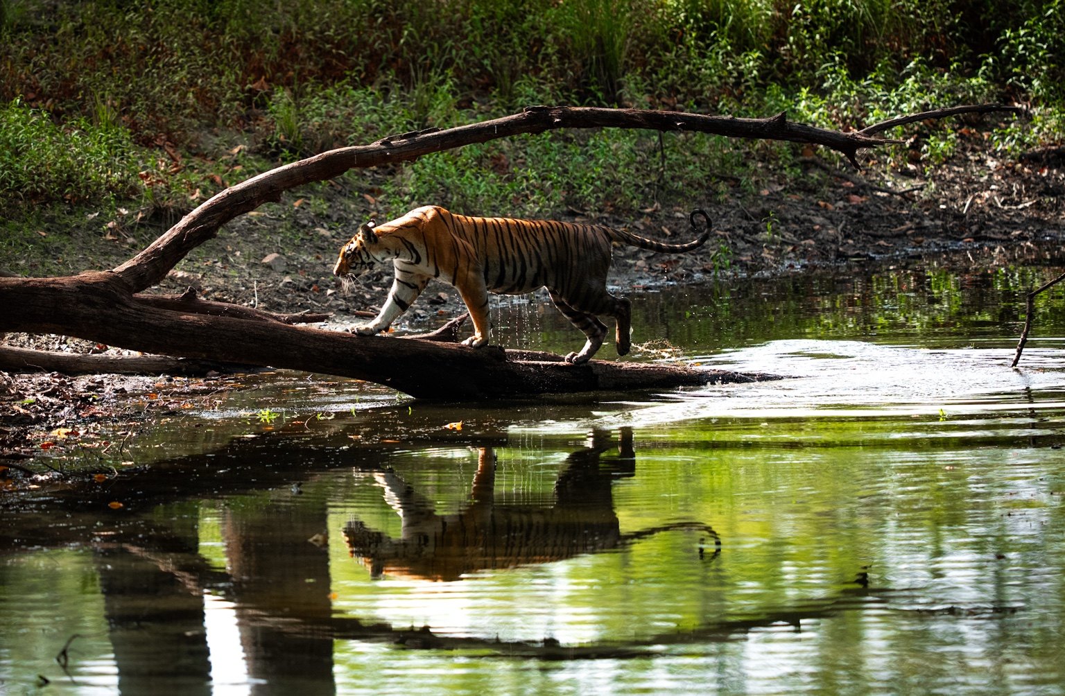 Tiger reflected in water