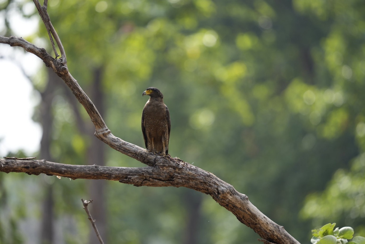 Bird perched on a woodland branch