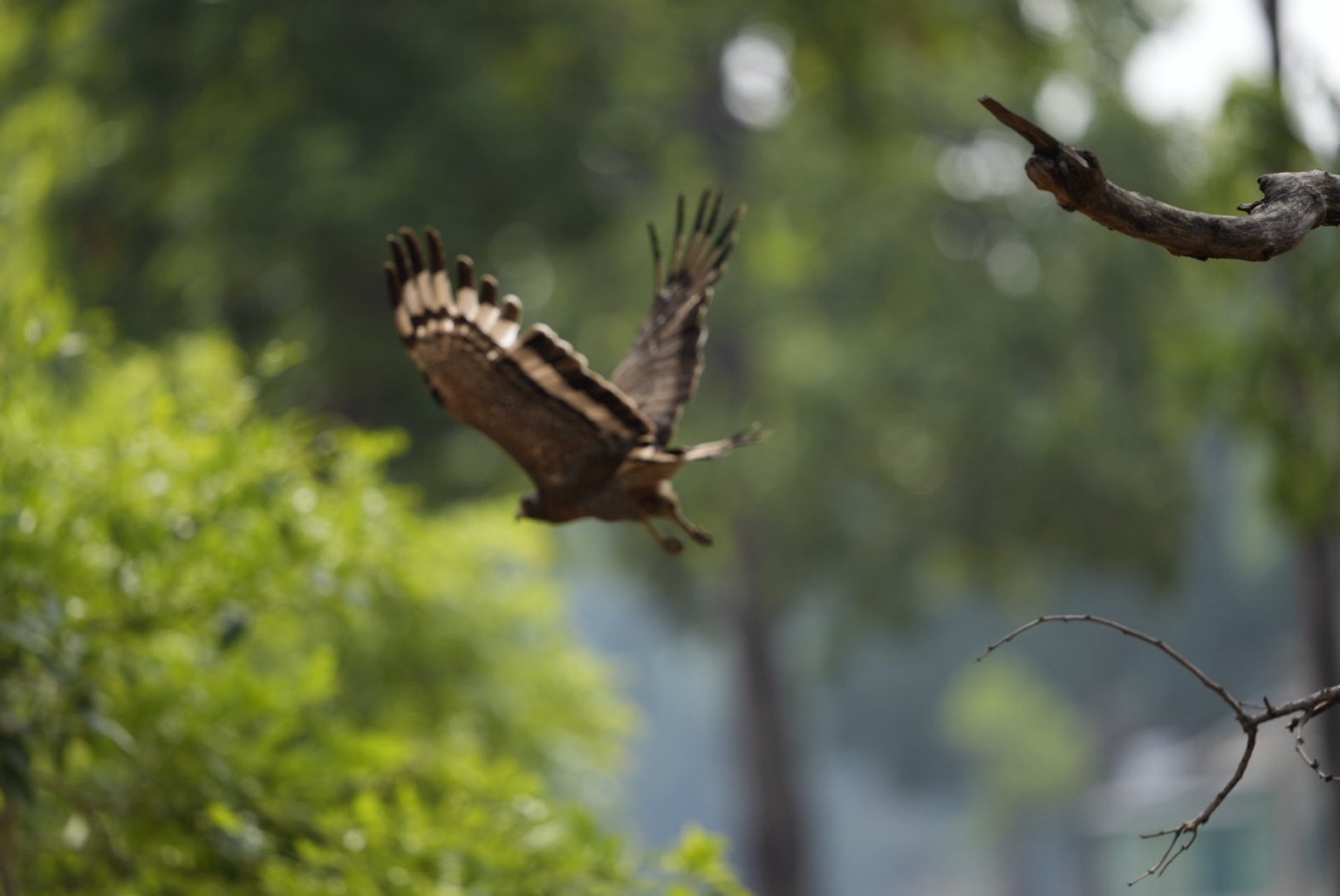 Bird taking flight beneath the canopy