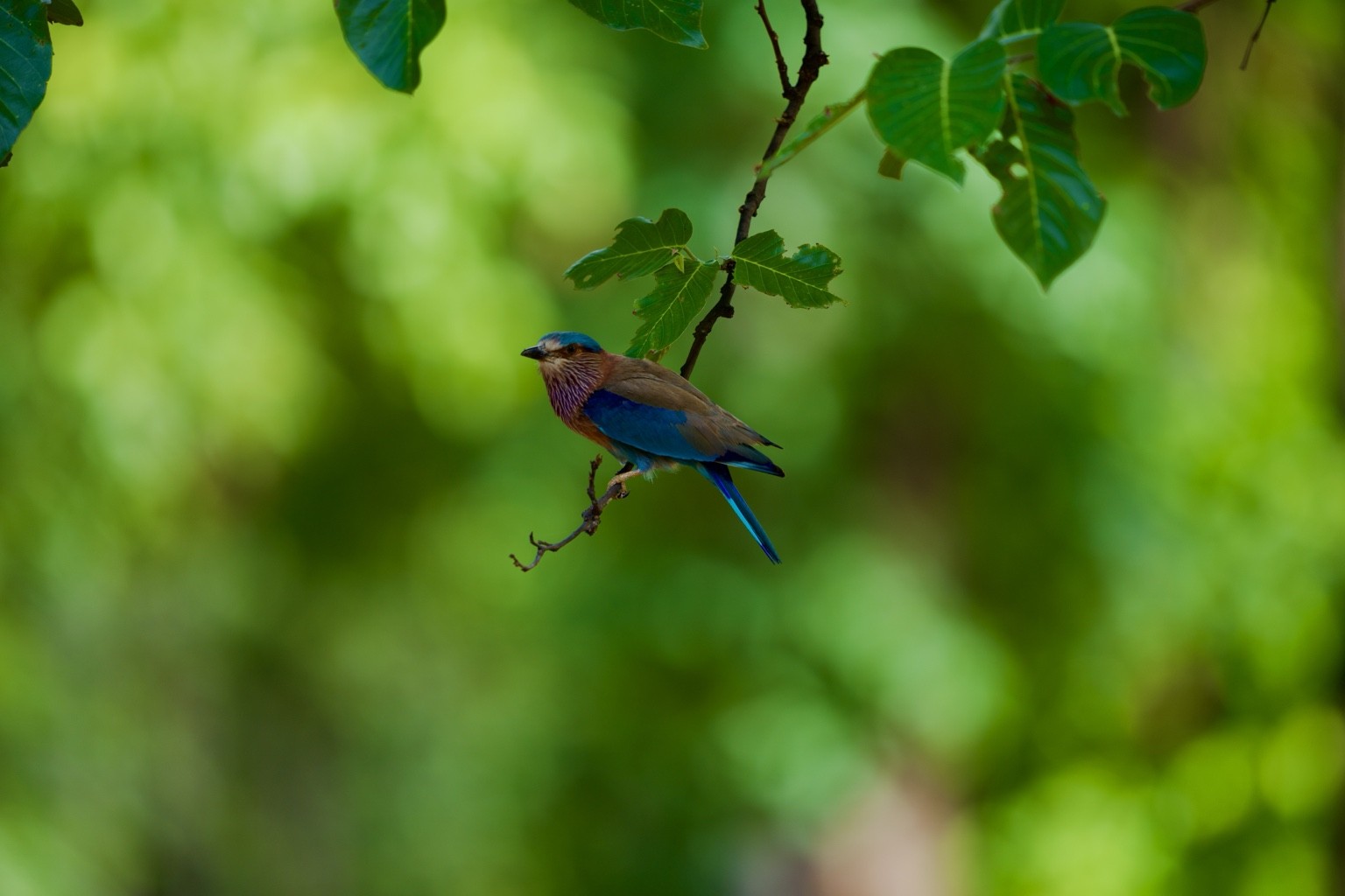 Colourful bird perched beneath green leaves
