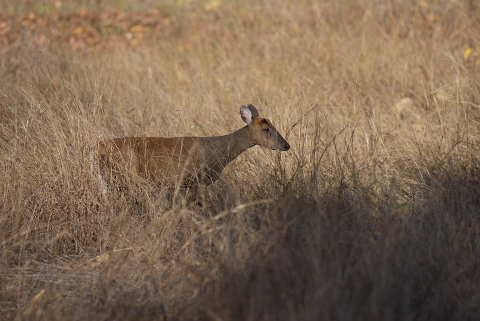 Deer in tall golden grass