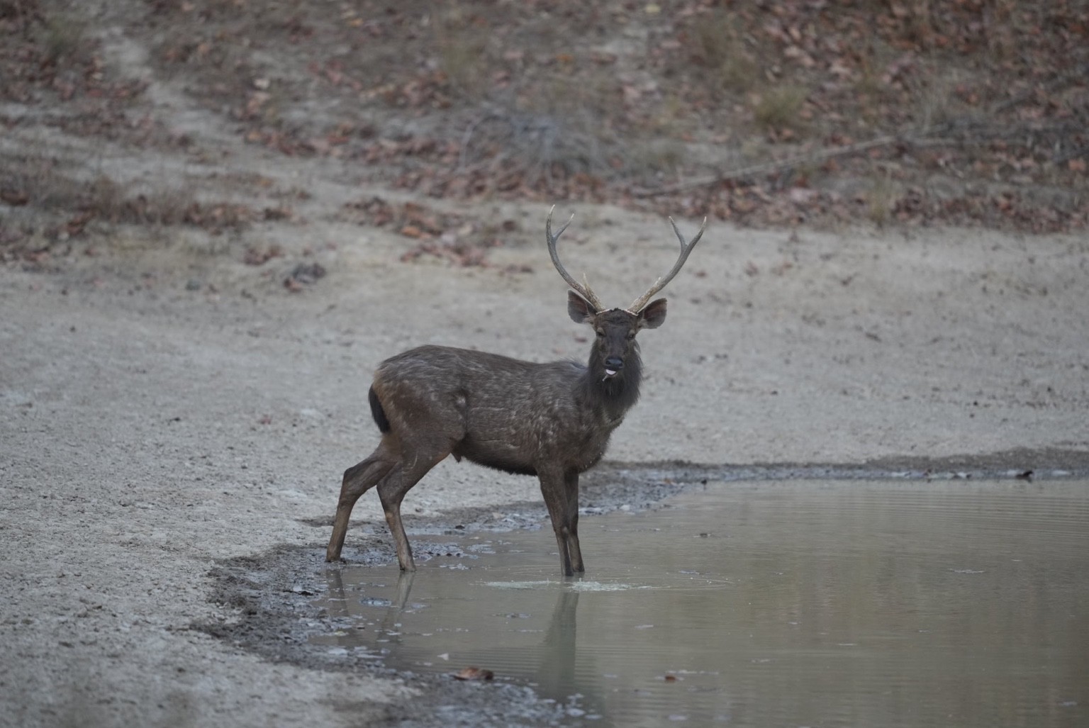 Deer standing at the edge of a pool