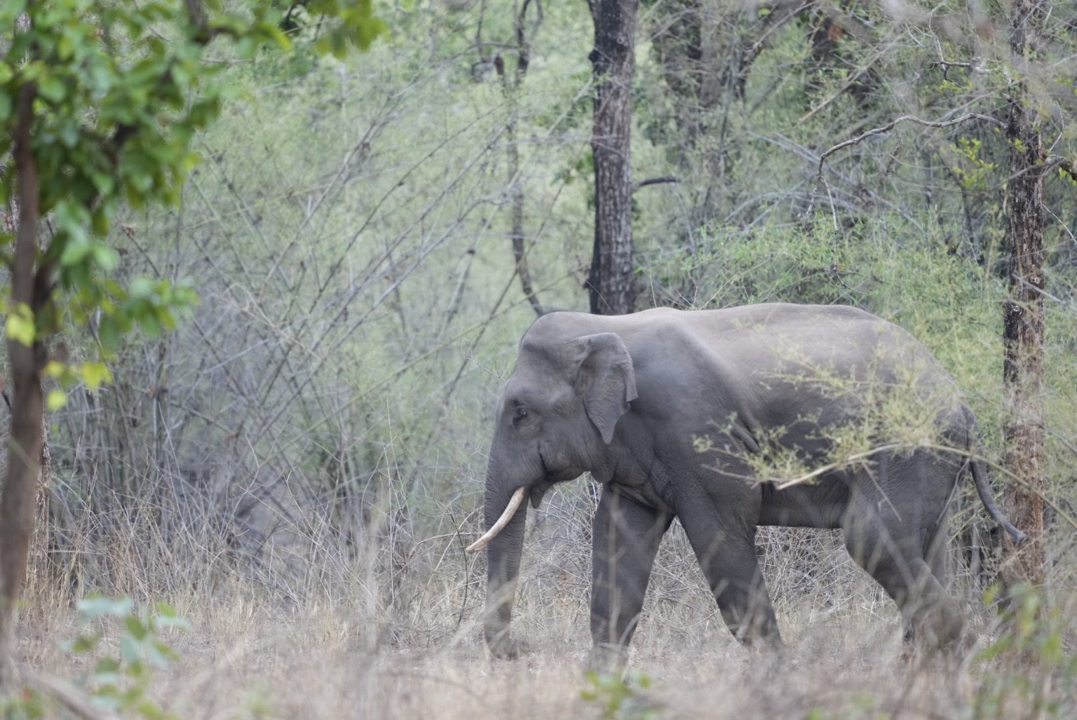 Elephant walking through woodland