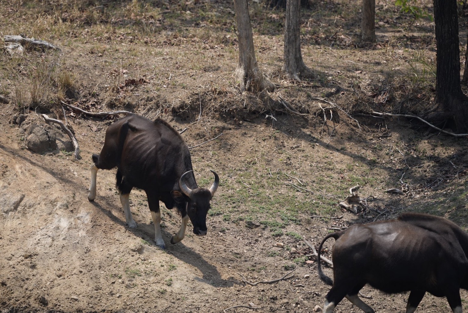 Gaur in dry woodland