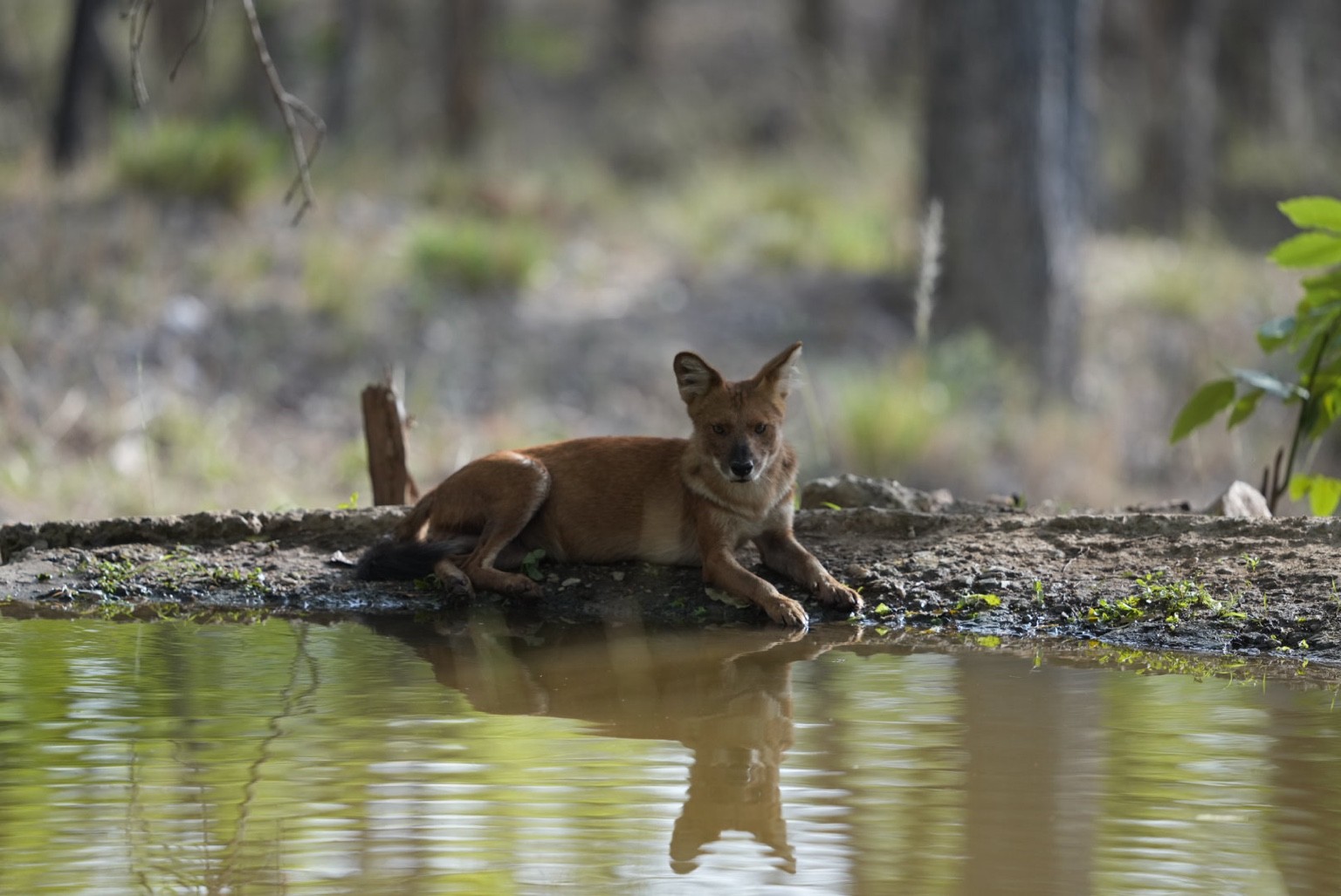 Jackal resting beside water