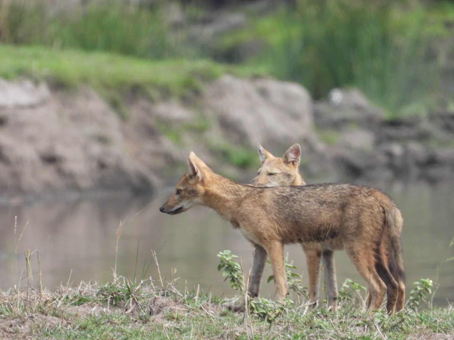 Jackals beside a forest pool