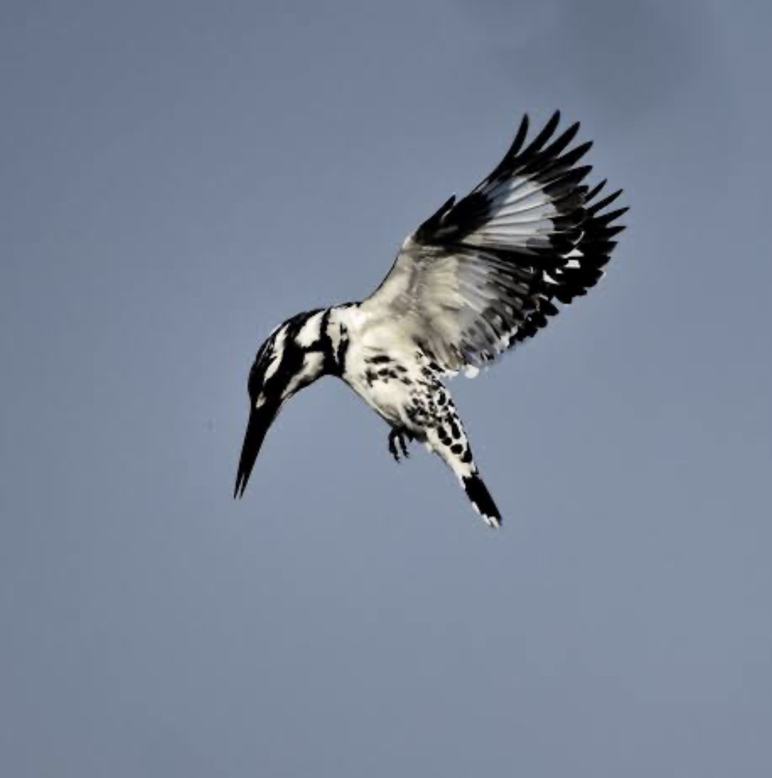 Black and white kingfisher in flight