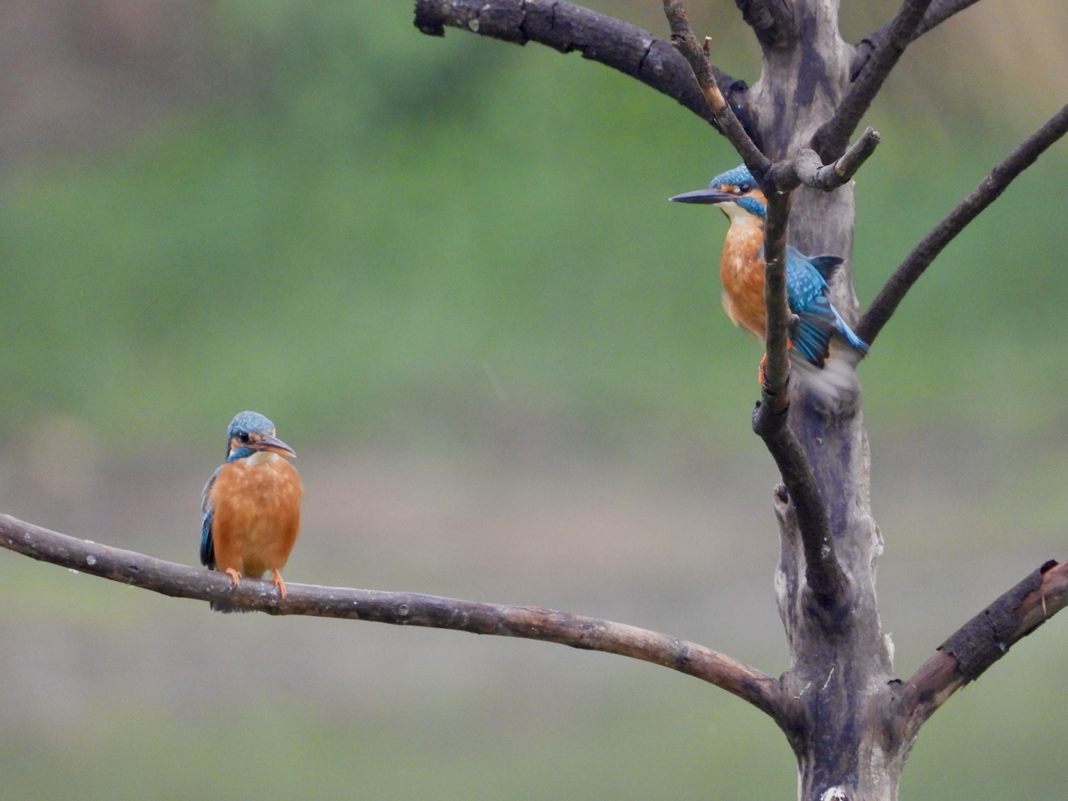 Kingfishers among the branches