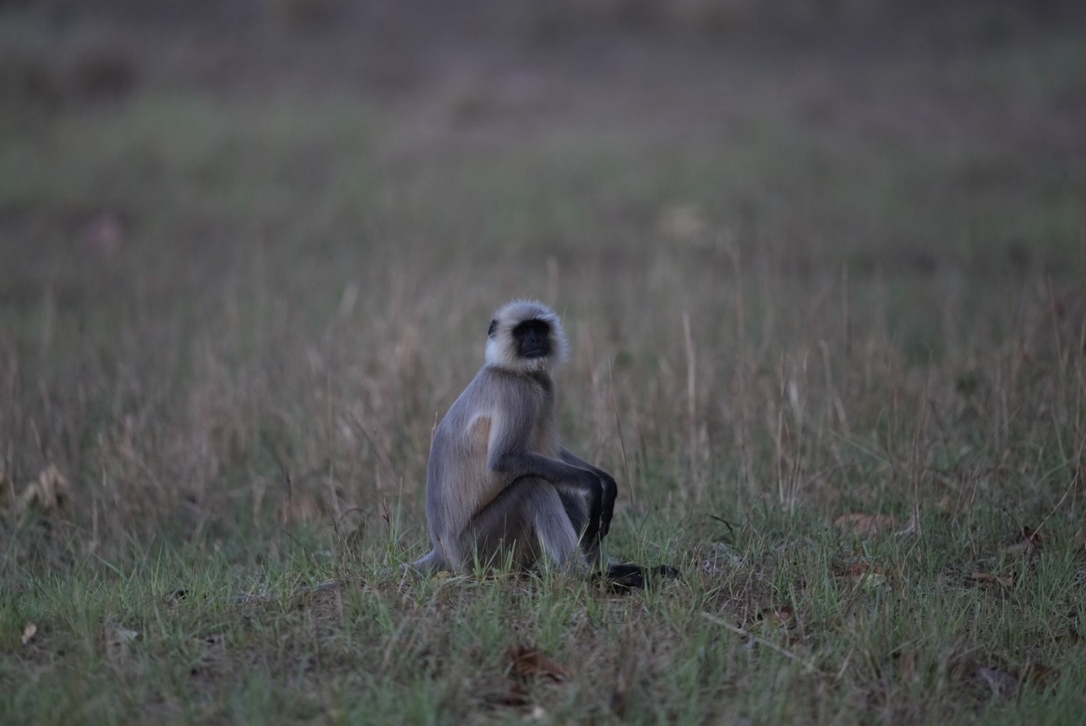 Langur seated in grassland
