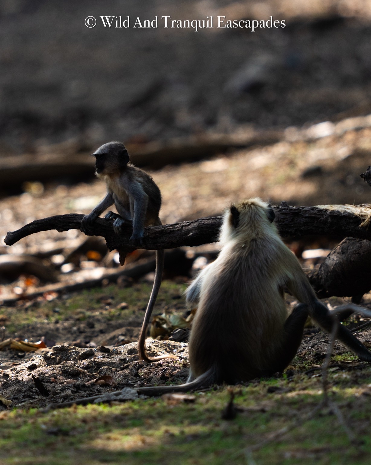 Langurs on the forest floor