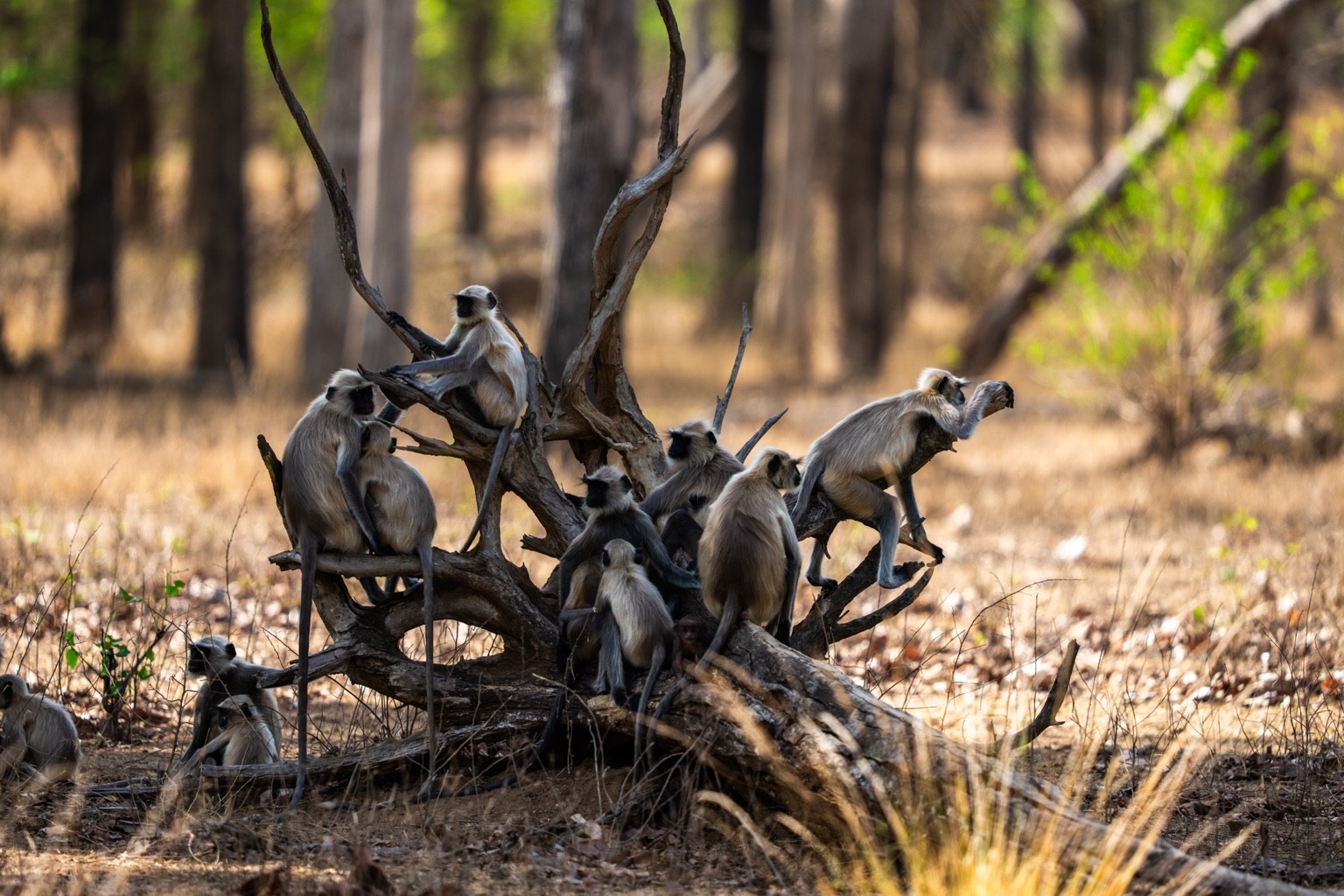 Langurs gathered on a fallen tree