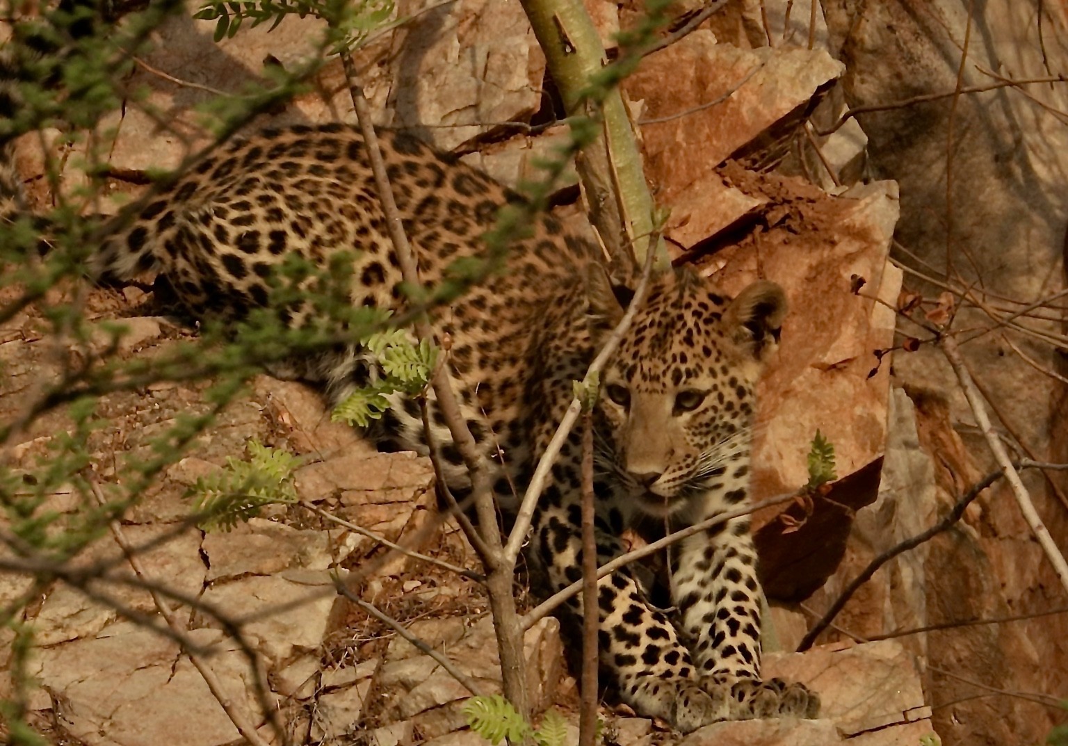 Leopard resting among rocks and branches