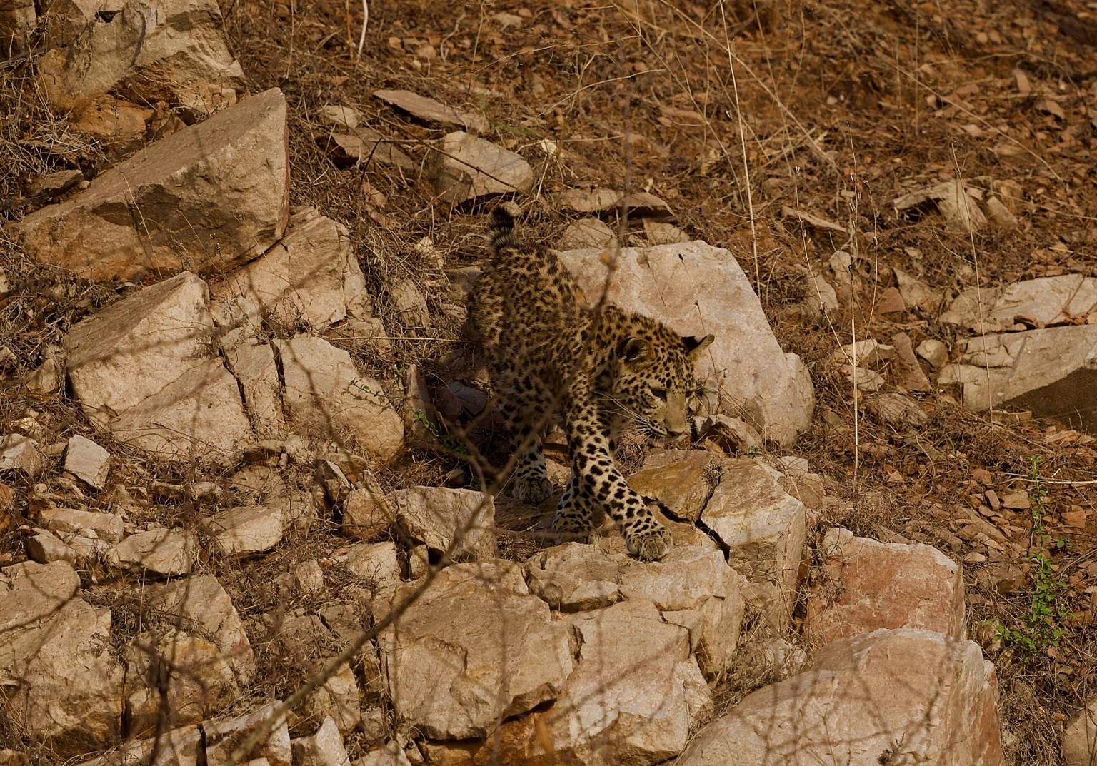 Leopard walking across a rocky hillside