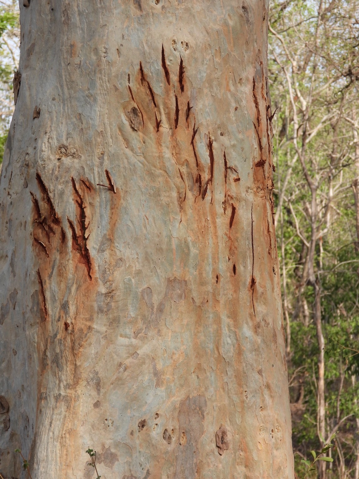 Marks on a woodland tree trunk