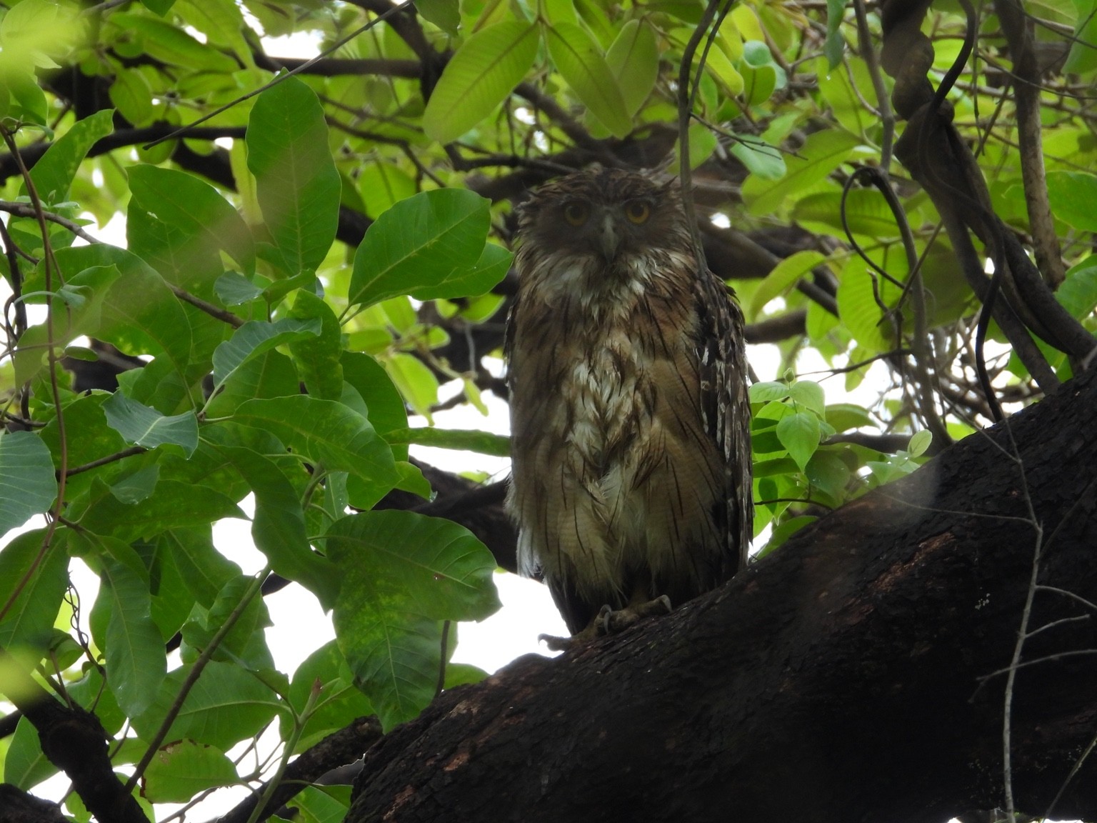 Owl among green leaves