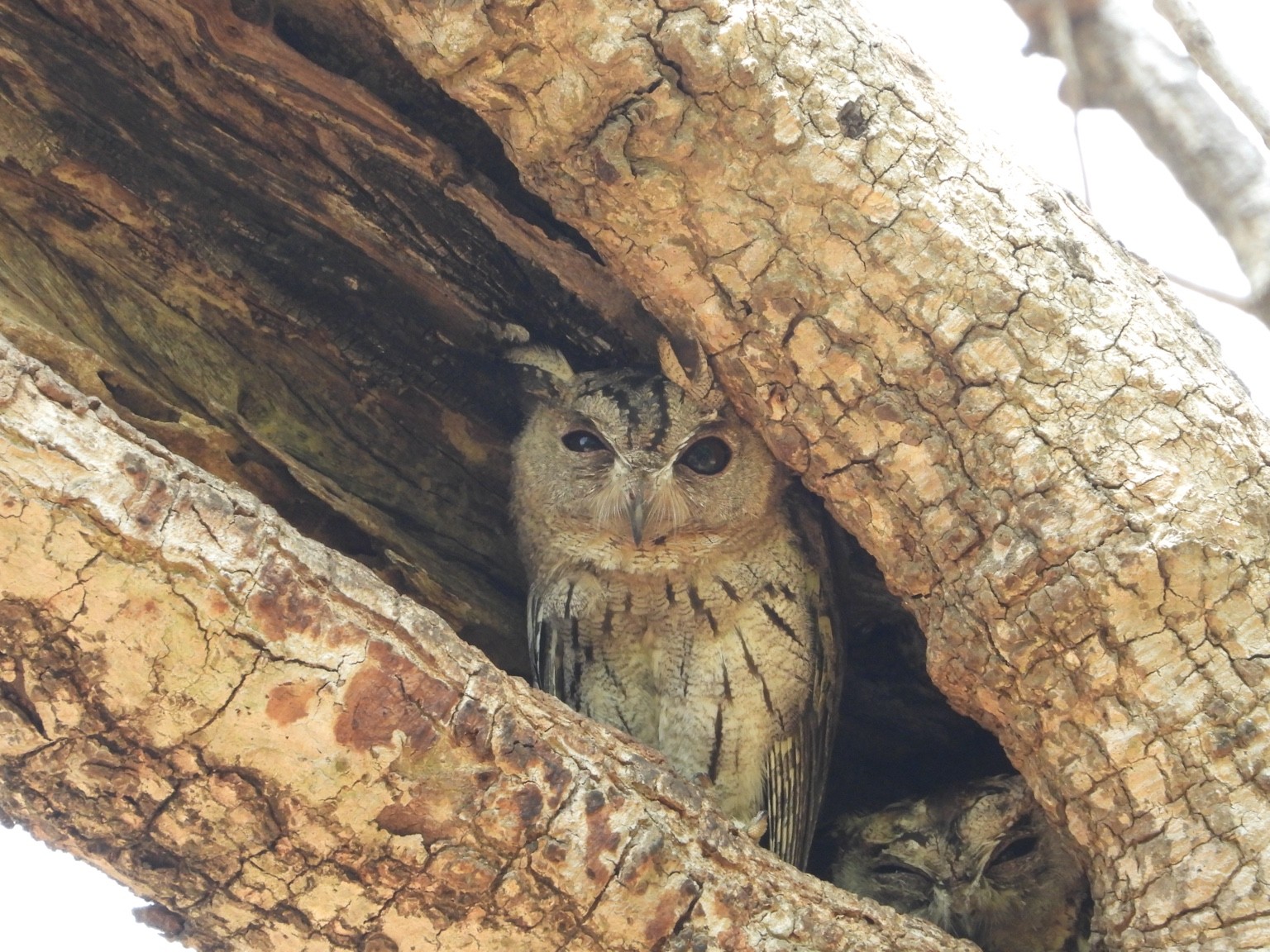 Owl resting in a tree hollow