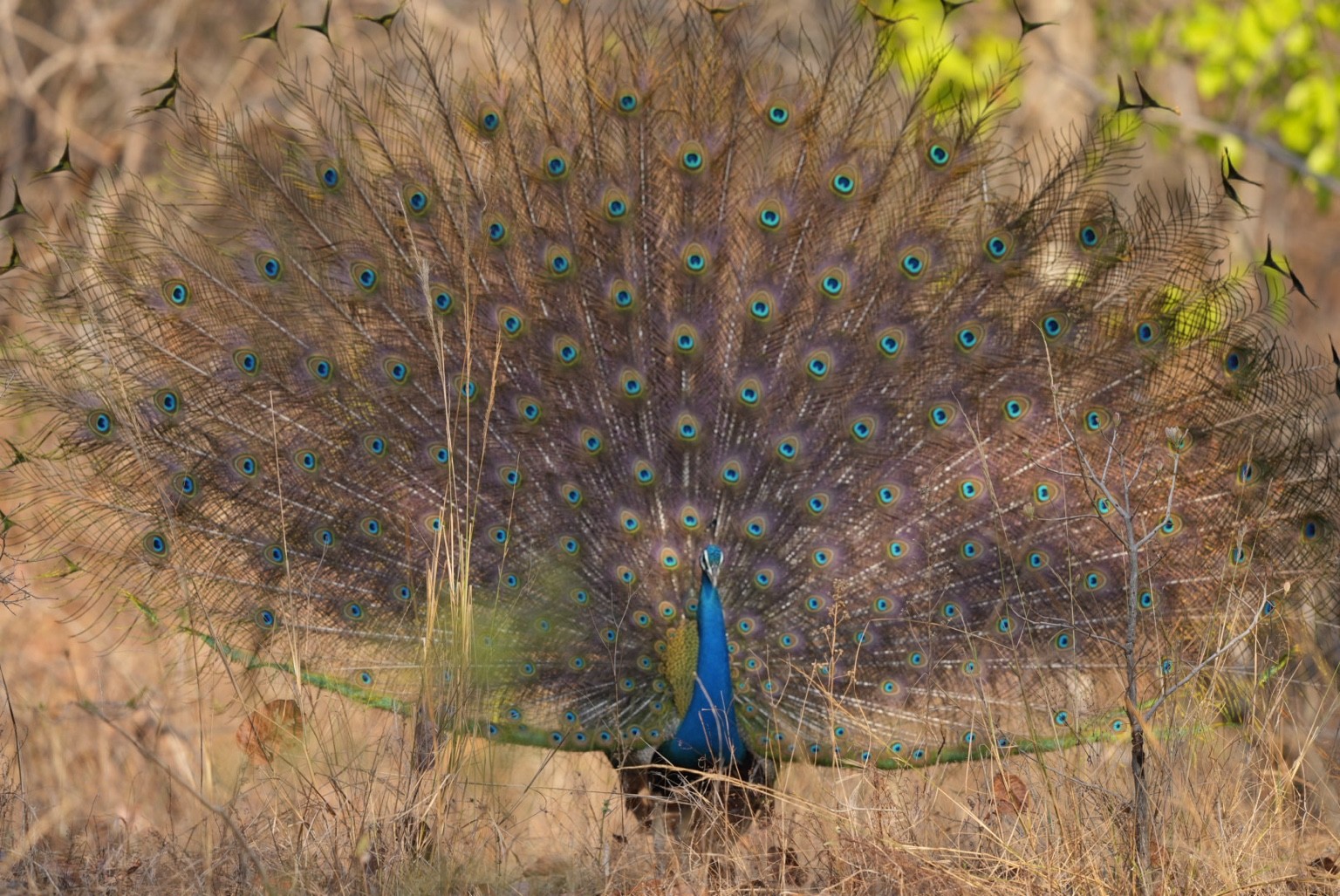 Peacock displaying its fanned tail