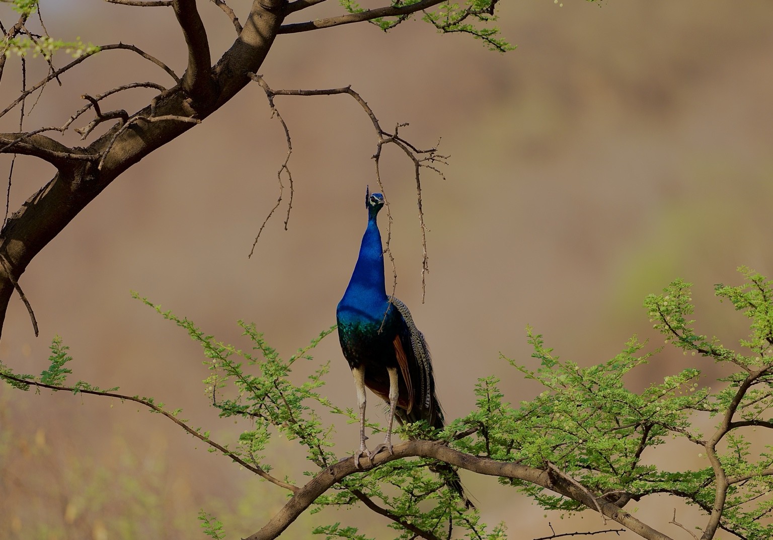 Peacock perched on a tree branch