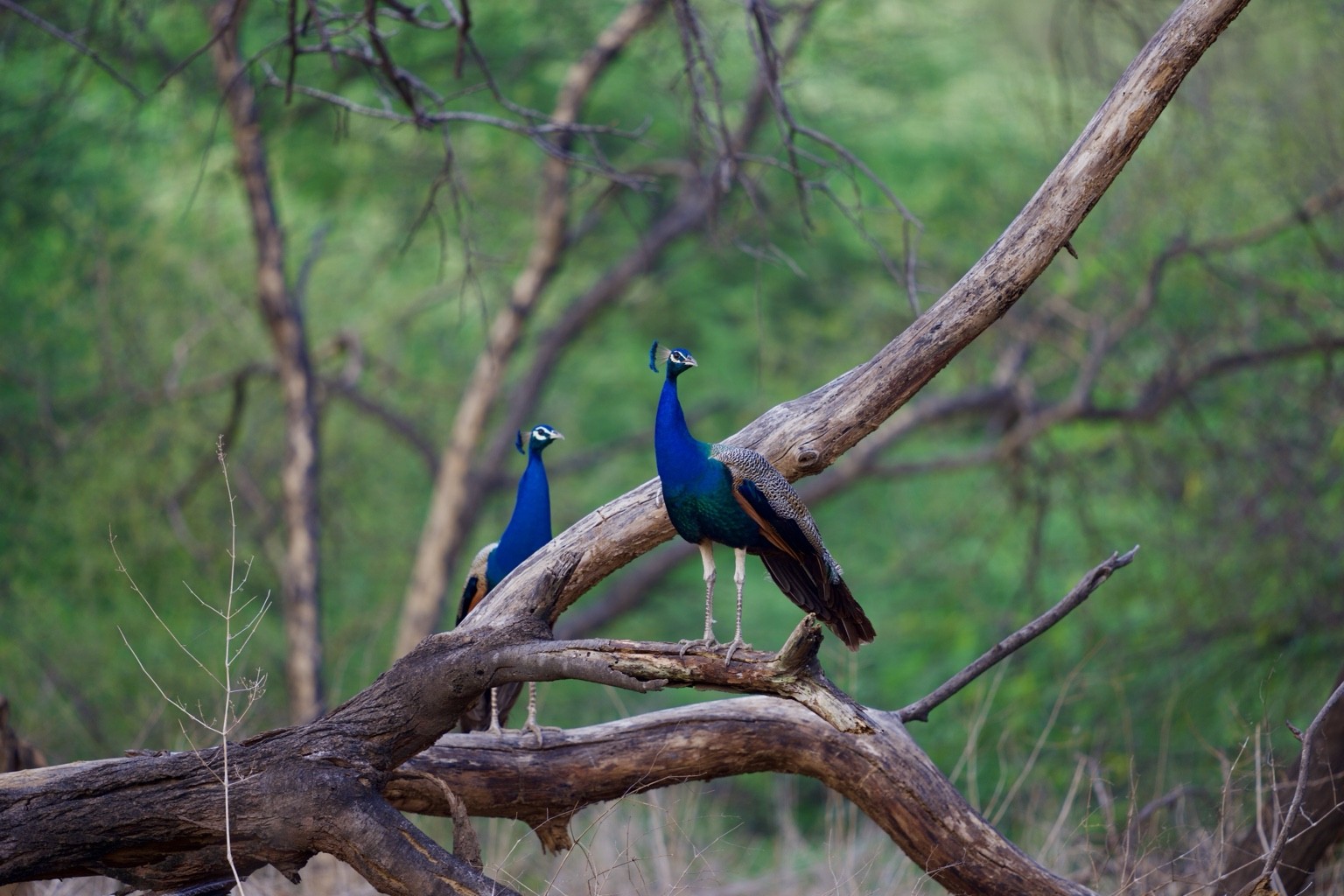 Two peacocks perched on branches in the forest