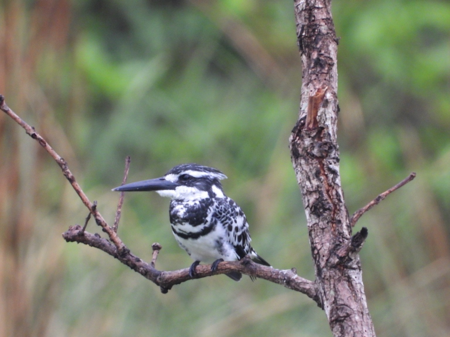 Pied kingfisher on a branch