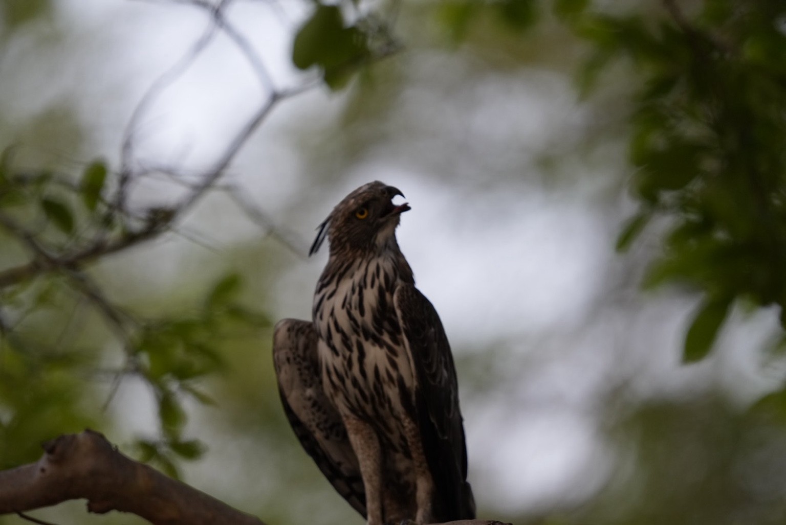 Bird of prey perched beneath the canopy