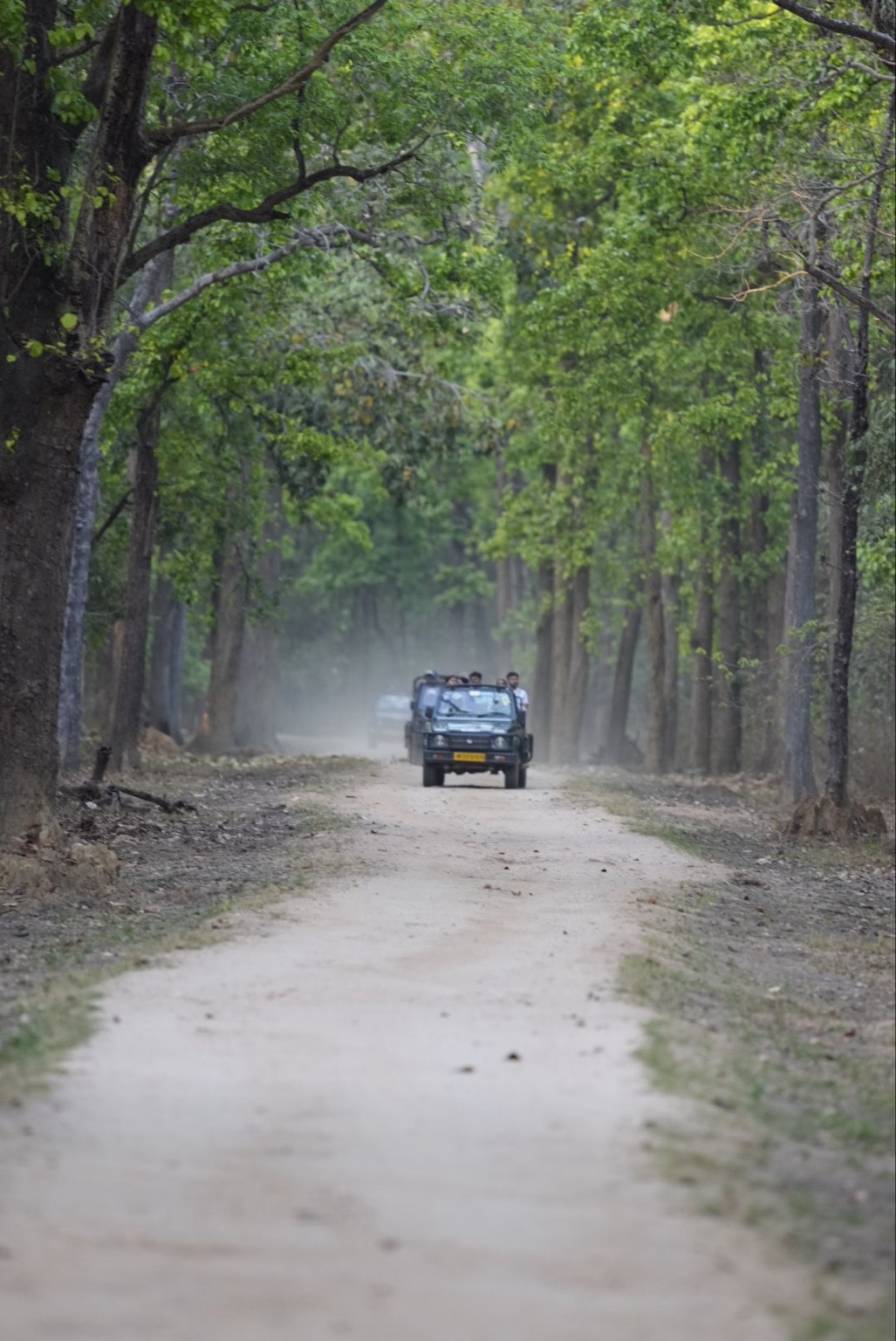 Safari vehicle on a forest road