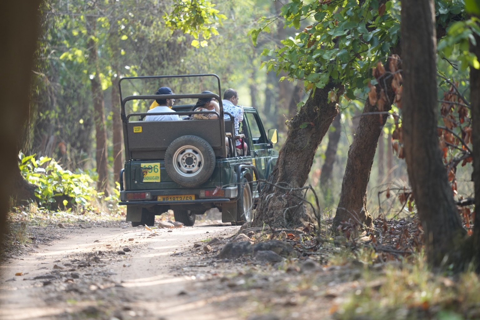 Safari vehicle on a sunlit forest trail