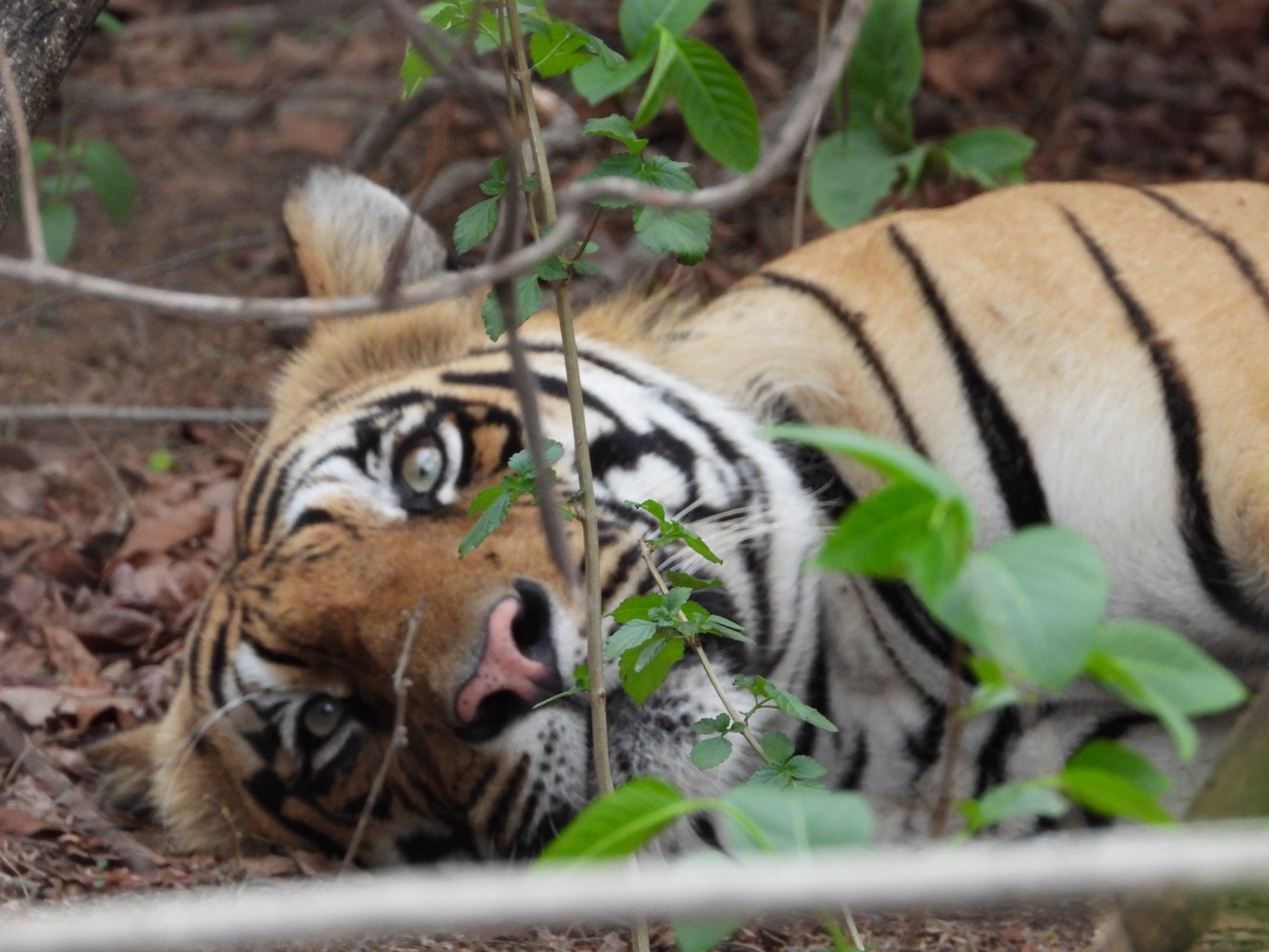 Tiger resting beneath foliage