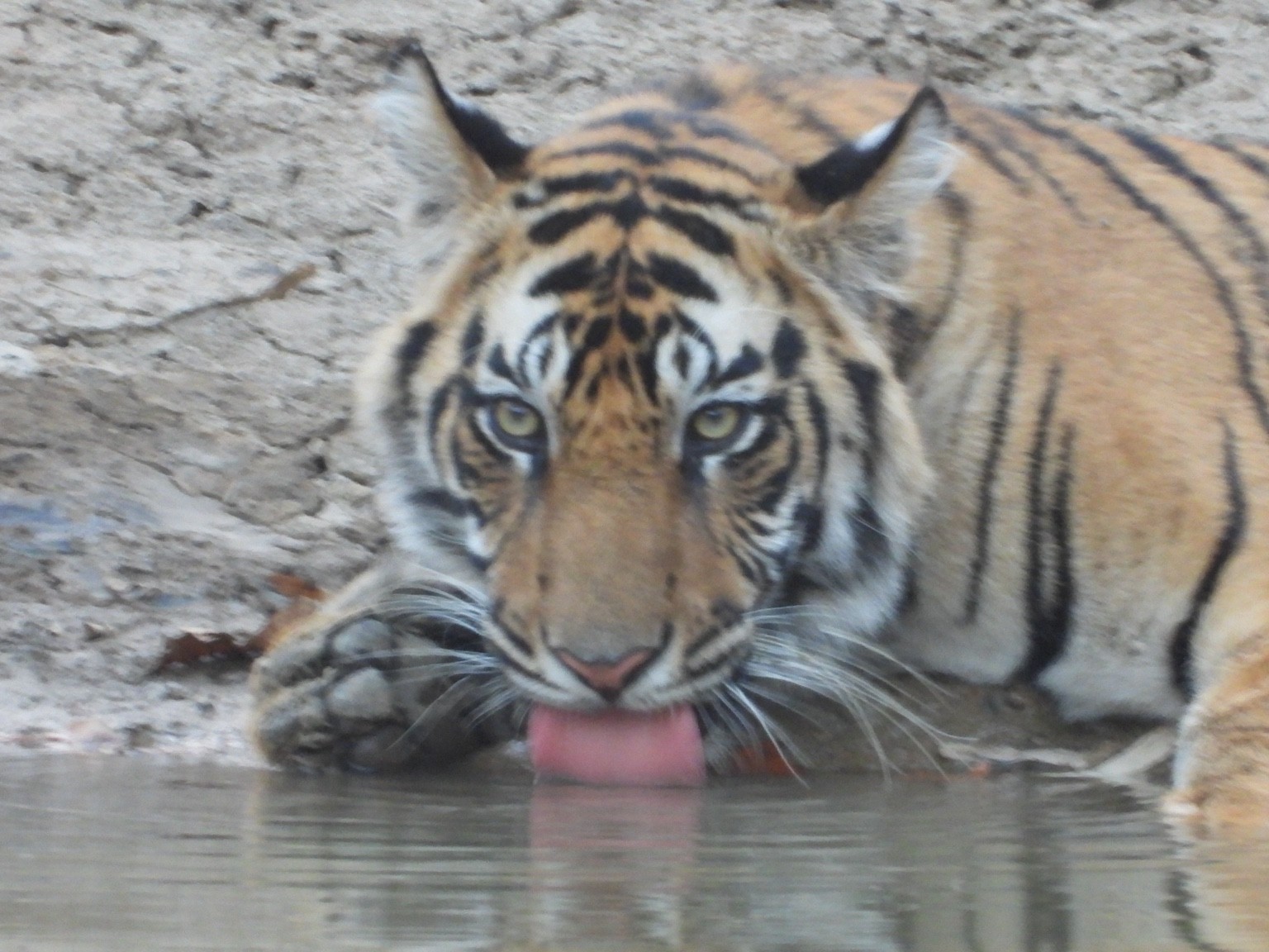 Close view of a tiger drinking water