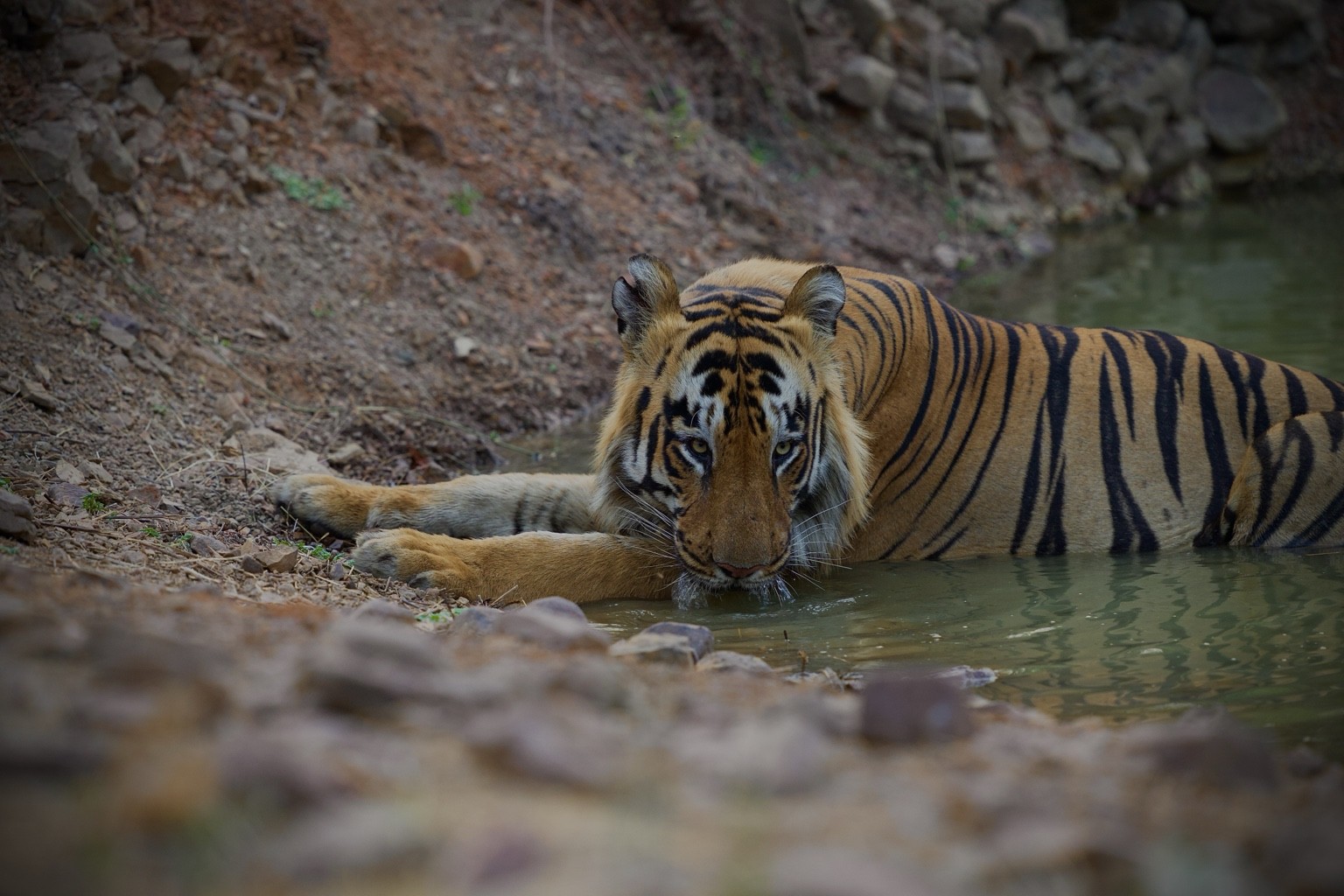 Tiger resting in a forest pool