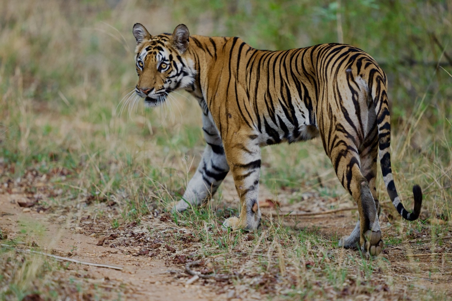 Tiger standing in grass