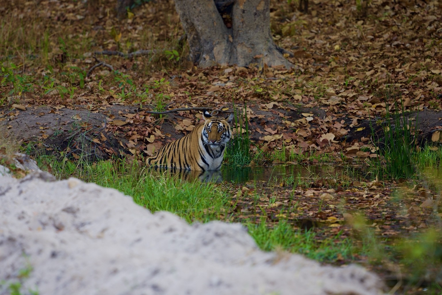 Tiger sitting in a pool among green grasses