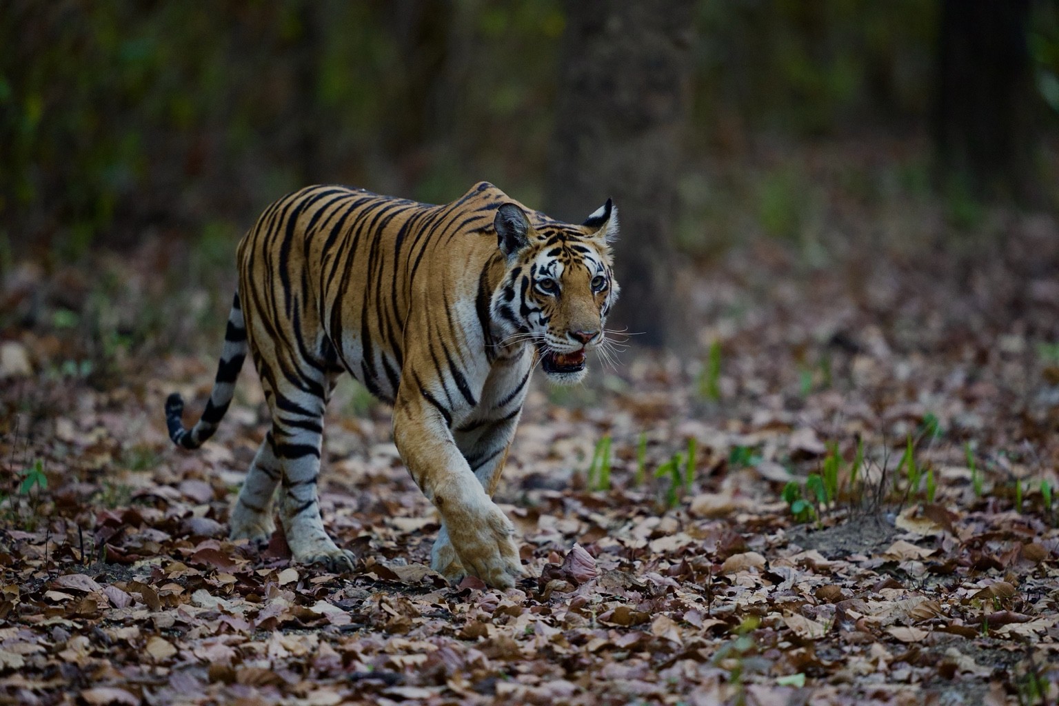 Tiger walking through a leafy forest