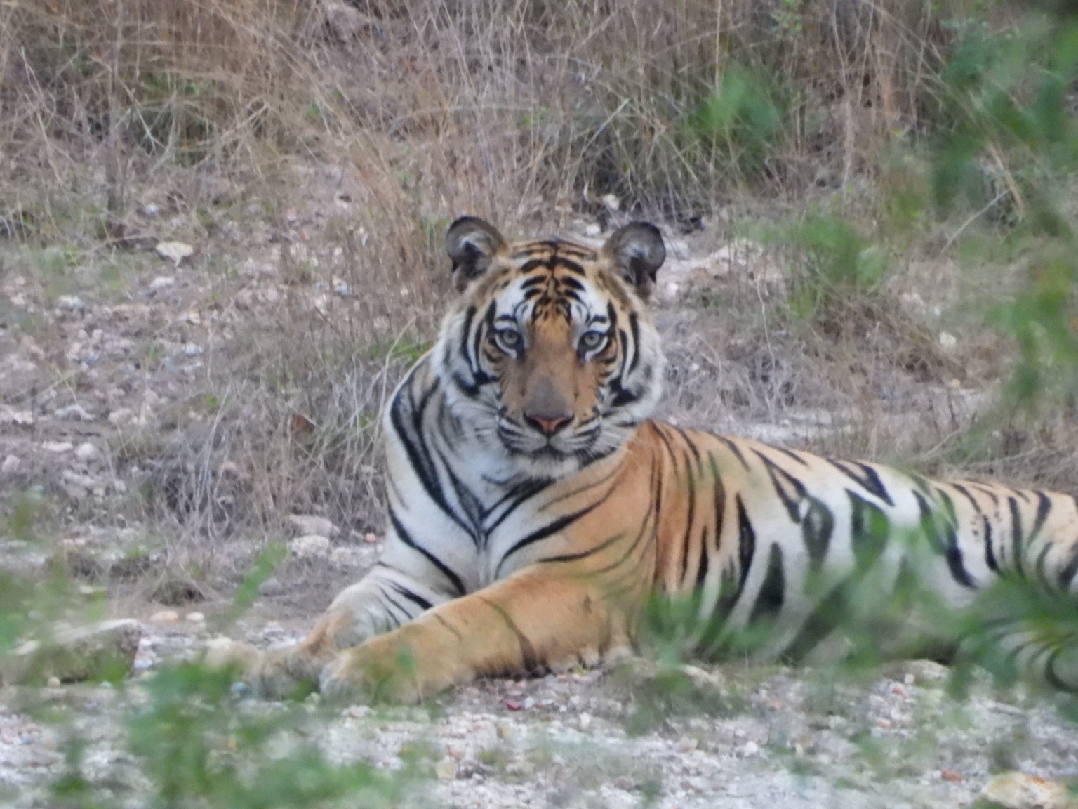 Tiger looking towards the camera