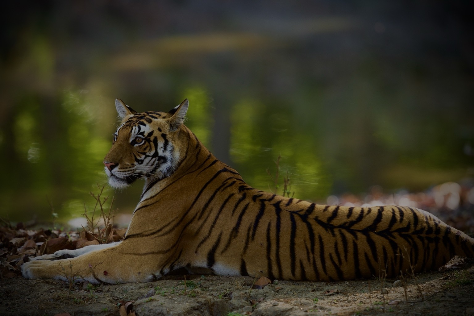 Tiger resting beside a green forest pool