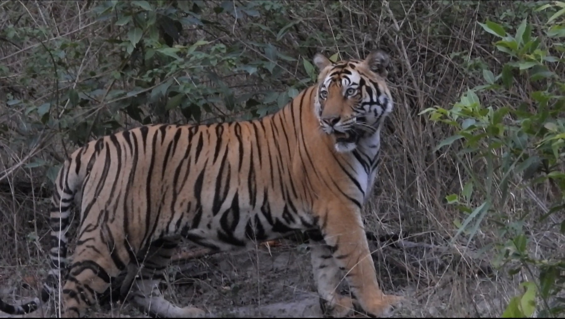Tiger resting in the forest