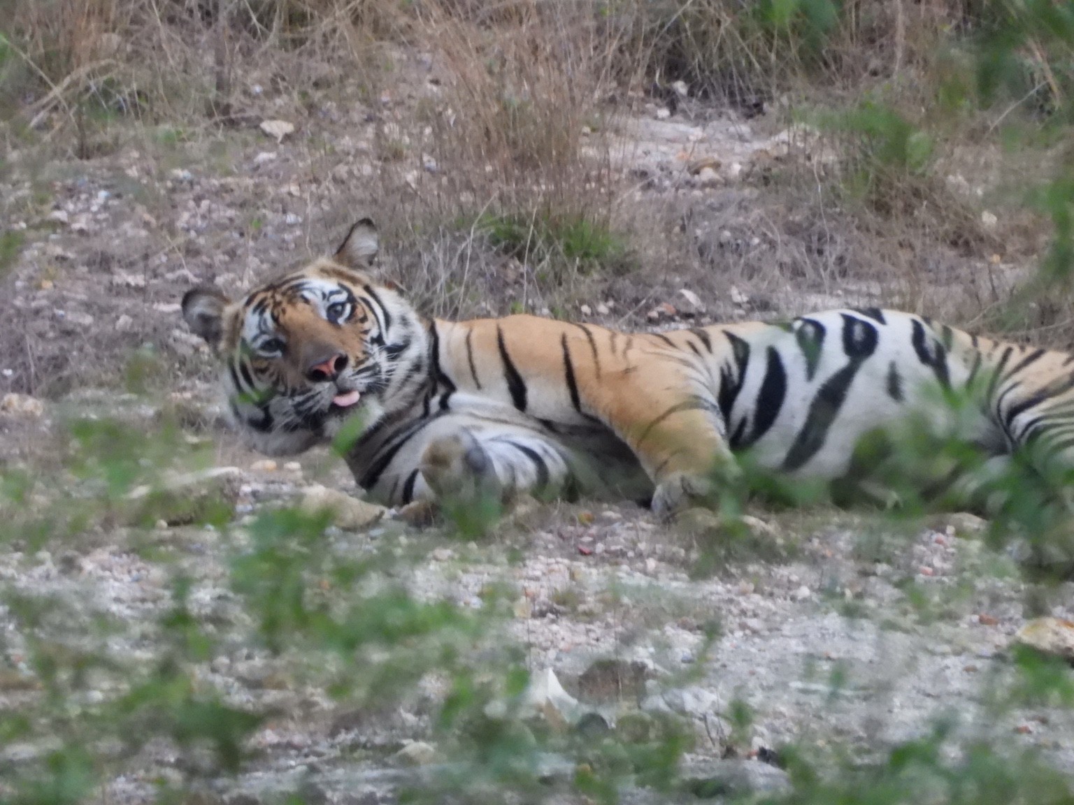 Tiger reclining in the woodland