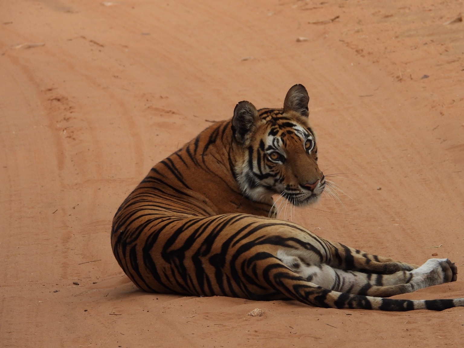 Tiger resting on red earth