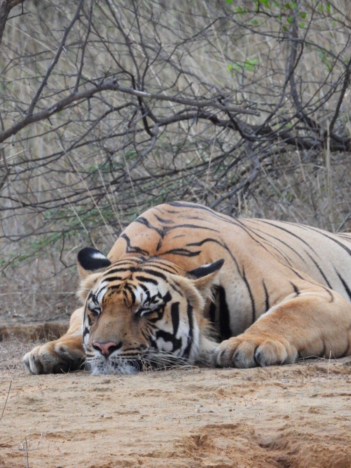 Tiger resting on the forest floor