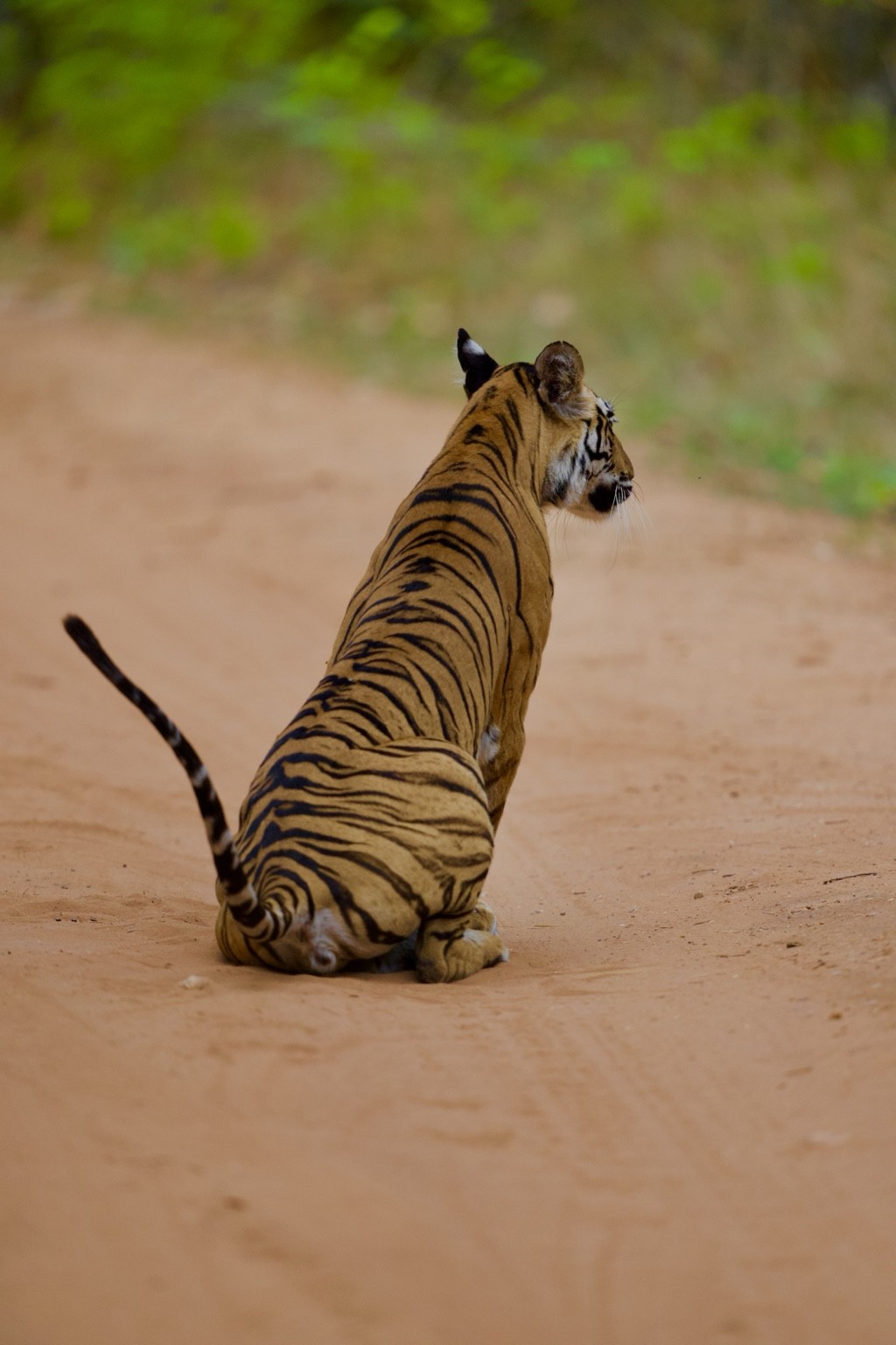 Tiger seated on a forest trail