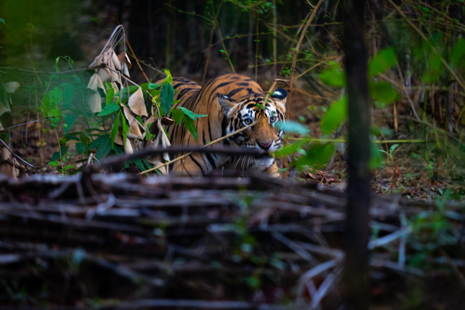 Tiger resting in woodland shade