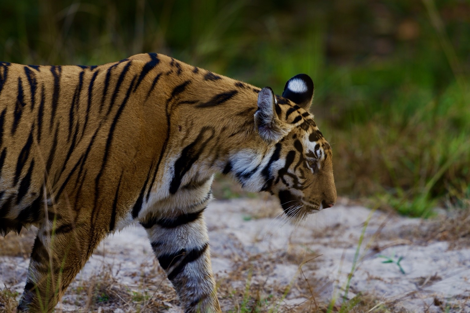 Tiger walking past green forest vegetation